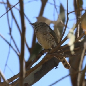 Chrysococcyx lucidus at Denman Prospect 2 Estate Deferred Area (Block 12) - 30 Mar 2024