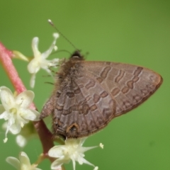 Prosotas felderi (Short-tailed Line-blue) at Moruya, NSW - 30 Mar 2024 by LisaH