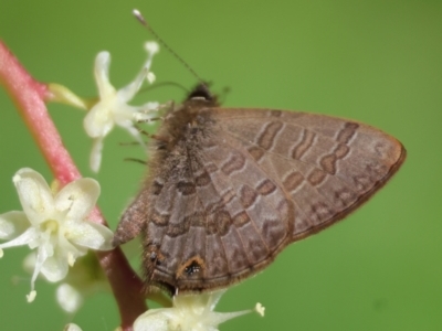 Prosotas felderi (Short-tailed Line-blue) at Moruya, NSW - 30 Mar 2024 by LisaH