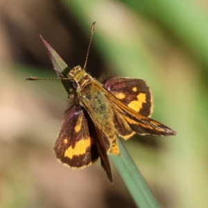 Ocybadistes walkeri at Moruya, NSW - 30 Mar 2024