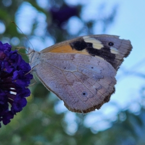 Heteronympha merope (Common Brown Butterfly) at QPRC LGA by MatthewFrawley