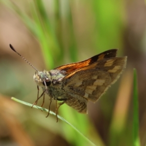 Ocybadistes walkeri at Moruya, NSW - suppressed