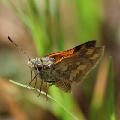 Ocybadistes walkeri (Green Grass-dart) at Moruya, NSW - 30 Mar 2024 by LisaH