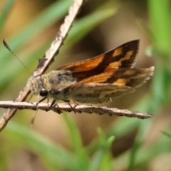 Ocybadistes walkeri at Moruya, NSW - suppressed