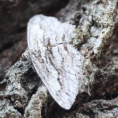 Didymoctenia exsuperata (Thick-lined Bark Moth) at Broulee Moruya Nature Observation Area - 30 Mar 2024 by LisaH
