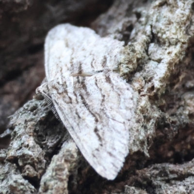 Didymoctenia exsuperata (Thick-lined Bark Moth) at Broulee Moruya Nature Observation Area - 30 Mar 2024 by LisaH