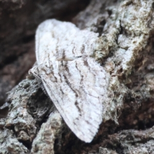 Unidentified Moth (Lepidoptera) at suppressed by LisaH