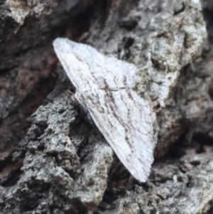 Didymoctenia exsuperata at Moruya, NSW - 30 Mar 2024