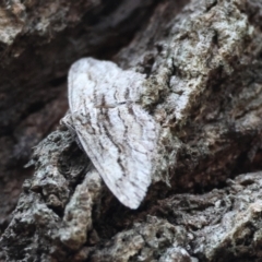 Didymoctenia exsuperata at Moruya, NSW - suppressed