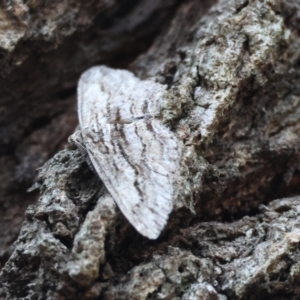 Didymoctenia exsuperata at Moruya, NSW - suppressed