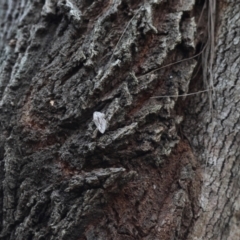 Didymoctenia exsuperata at Moruya, NSW - suppressed