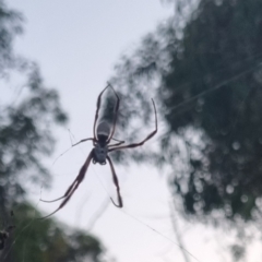 Trichonephila edulis (Golden orb weaver) at Bungendore, NSW - 30 Mar 2024 by clarehoneydove