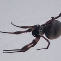 Trichonephila edulis (Golden orb weaver) at QPRC LGA - 30 Mar 2024 by clarehoneydove