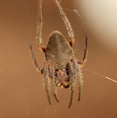 Unidentified Spider (Araneae) at Broulee Moruya Nature Observation Area - 29 Mar 2024 by LisaH