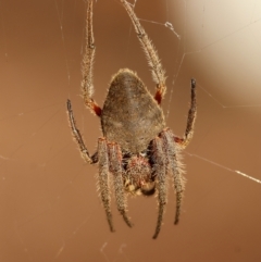Unidentified Spider (Araneae) at Moruya, NSW - 29 Mar 2024 by LisaH