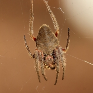 Unidentified Spider (Araneae) at suppressed by LisaH