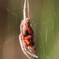 Hortophora sp. (genus) at Moruya, NSW - suppressed