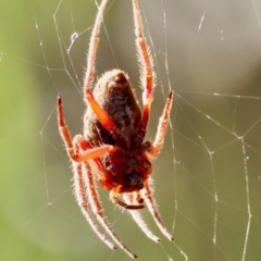 Hortophora sp. (genus) at Moruya, NSW - suppressed