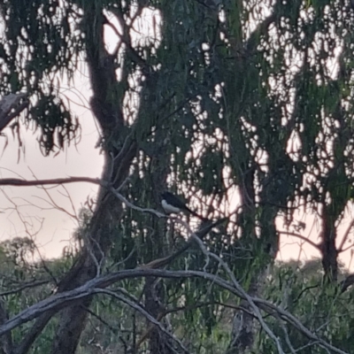 Rhipidura leucophrys (Willie Wagtail) at Bungendore, NSW - 30 Mar 2024 by clarehoneydove