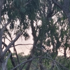 Rhipidura leucophrys at QPRC LGA - suppressed