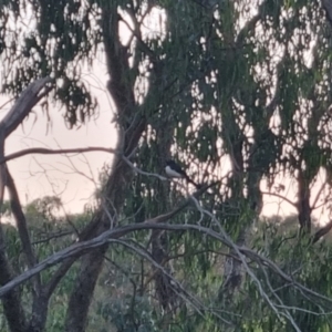 Rhipidura leucophrys at QPRC LGA - suppressed