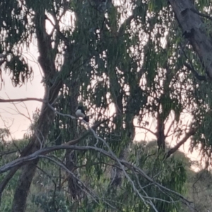 Rhipidura leucophrys at QPRC LGA - suppressed