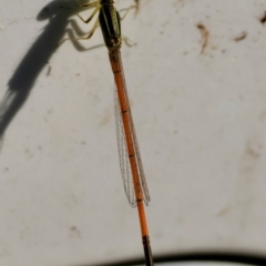 Ischnura aurora (Aurora Bluetail) at Broulee Moruya Nature Observation Area - 29 Mar 2024 by LisaH