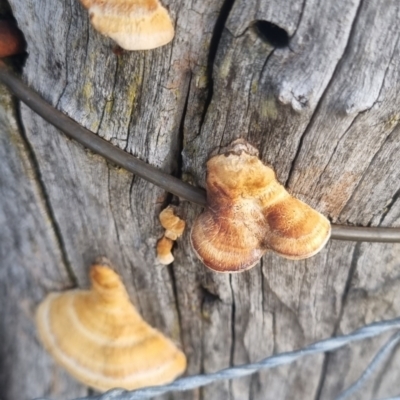 Truncospora ochroleuca at Bungendore, NSW - 30 Mar 2024 by clarehoneydove