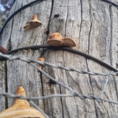 Truncospora ochroleuca at QPRC LGA - 30 Mar 2024