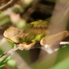 Litoria fallax (Eastern Dwarf Tree Frog) at Broulee Moruya Nature Observation Area - 30 Mar 2024 by LisaH