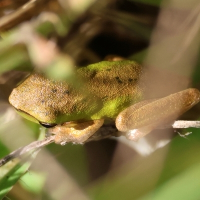 Litoria fallax (Eastern Dwarf Tree Frog) at Broulee Moruya Nature Observation Area - 30 Mar 2024 by LisaH