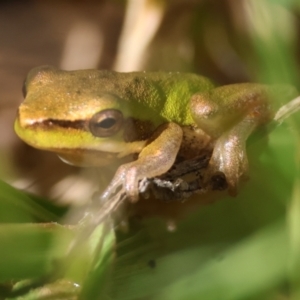 Litoria fallax at Broulee Moruya Nature Observation Area - 30 Mar 2024