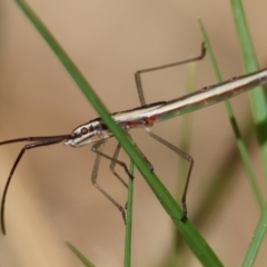 Mutusca brevicornis (A broad-headed bug) at Moruya, NSW - 30 Mar 2024 by LisaH