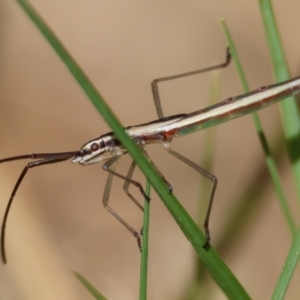 Mutusca brevicornis at Moruya, NSW - 30 Mar 2024