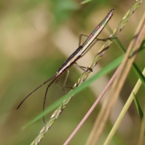 Mutusca brevicornis at Moruya, NSW - suppressed