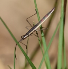 Mutusca brevicornis at Moruya, NSW - 30 Mar 2024