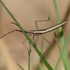 Mutusca brevicornis at Moruya, NSW - 30 Mar 2024