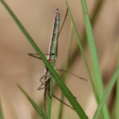 Mutusca brevicornis at Moruya, NSW - 30 Mar 2024