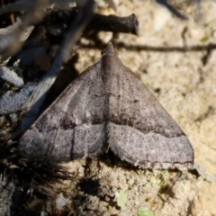 Dichromodes ornata (A Geometer moth (Oenochrominae)) at Broulee Moruya Nature Observation Area - 30 Mar 2024 by LisaH