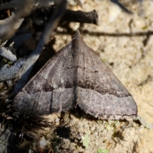 Dichromodes ornata at suppressed - 30 Mar 2024