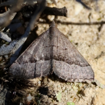 Dichromodes ornata (A Geometer moth (Oenochrominae)) at Broulee Moruya Nature Observation Area - 30 Mar 2024 by LisaH