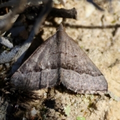 Dichromodes ornata (A Geometer moth (Oenochrominae)) at suppressed - 30 Mar 2024 by LisaH