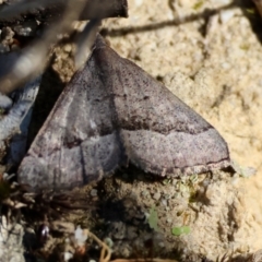 Dichromodes ornata at Moruya, NSW - suppressed
