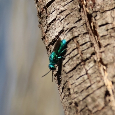 Chrysididae (family) (Cuckoo wasp or Emerald wasp) at Broulee Moruya Nature Observation Area - 30 Mar 2024 by LisaH