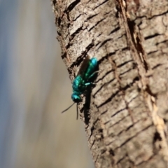 Chrysididae (family) (Cuckoo wasp or Emerald wasp) at Moruya, NSW - 30 Mar 2024 by LisaH