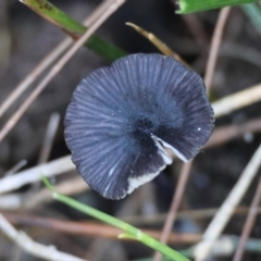 Entoloma sp. (Entoloma) at Broulee Moruya Nature Observation Area - 30 Mar 2024 by LisaH