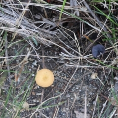 Entoloma sp. at Moruya, NSW - suppressed