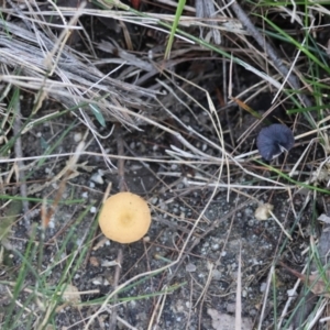 Entoloma sp. at Moruya, NSW - suppressed