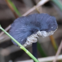 Entoloma sp. at Moruya, NSW - suppressed