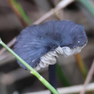 Entoloma sp. at Moruya, NSW - suppressed